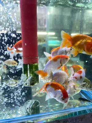 A Beautiful Koi Fish