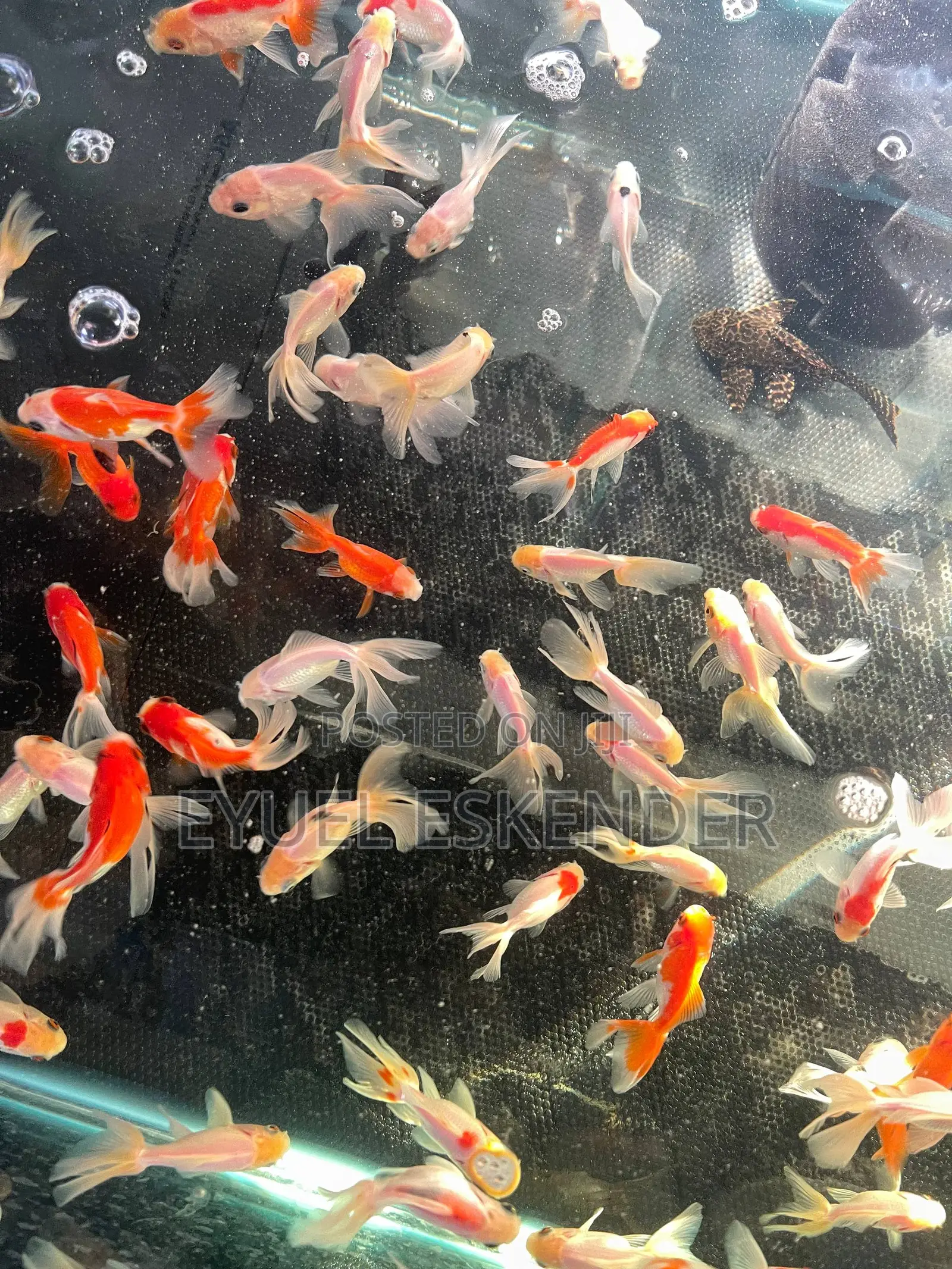 Koi Fish for Aquarium and Pond