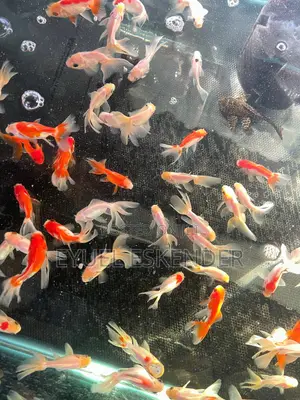 Koi Fish for Aquarium and Pond