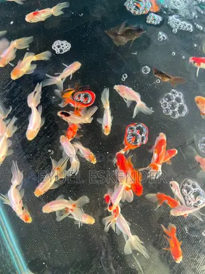 Koi Fish for Aquarium and Pond
