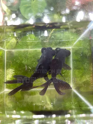 Black Moor Goldfish