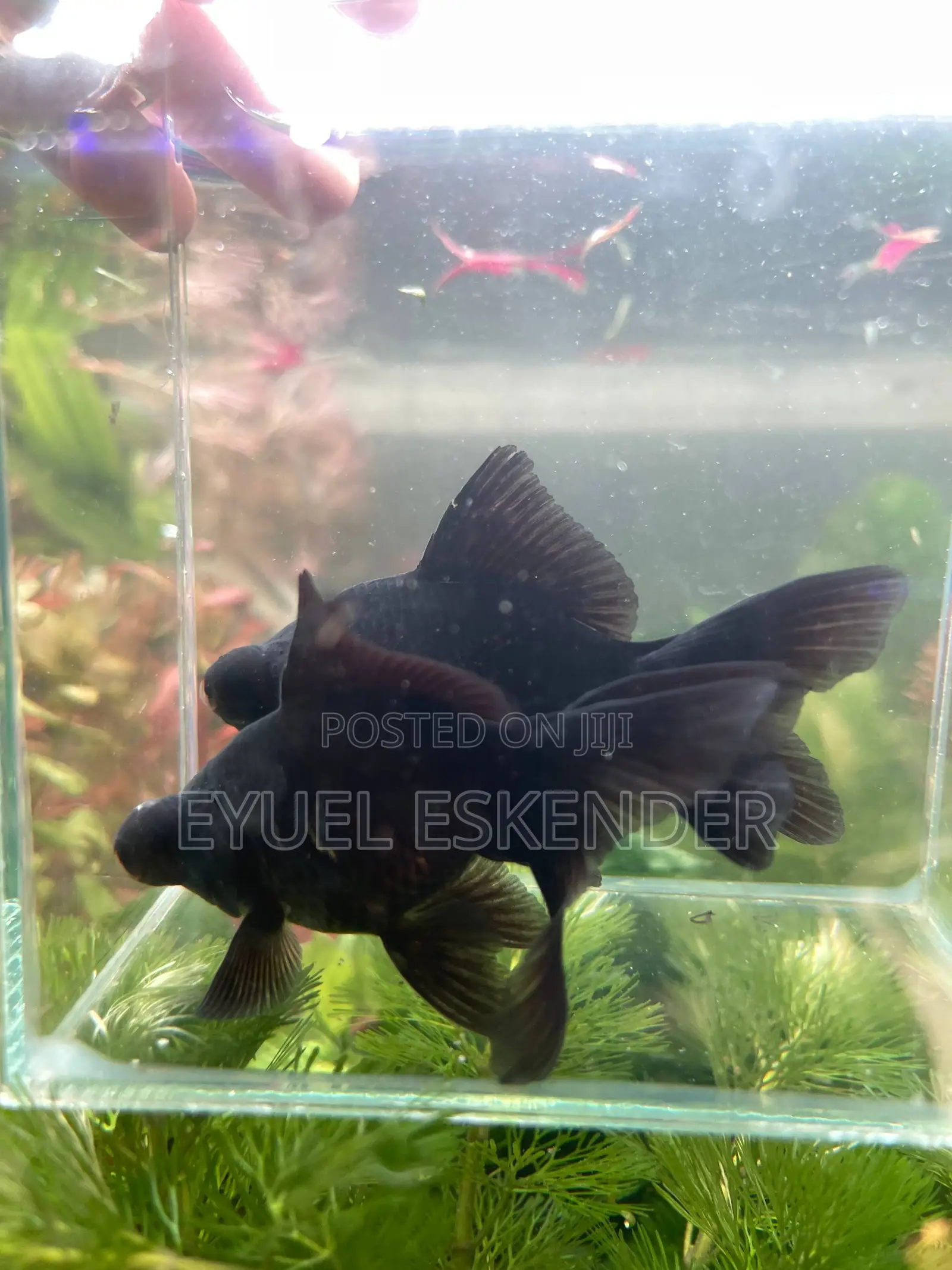 Black Moor Goldfish