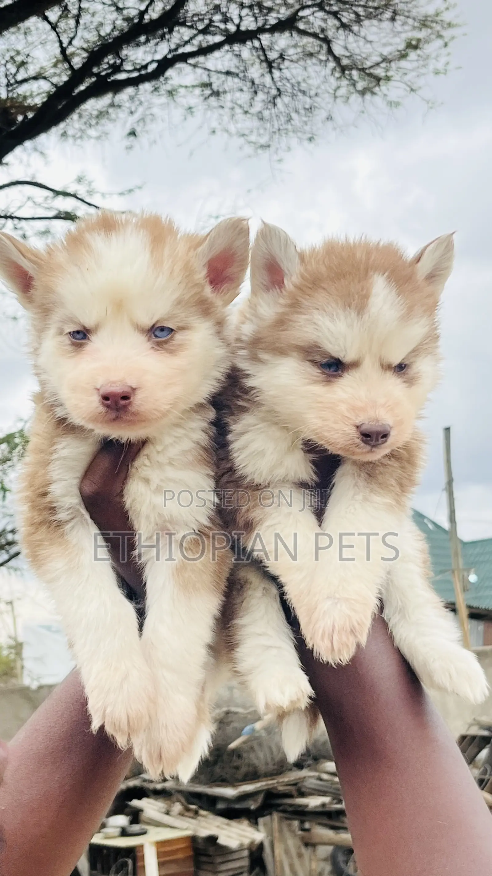 1-3 months Male Purebred Siberian Husky