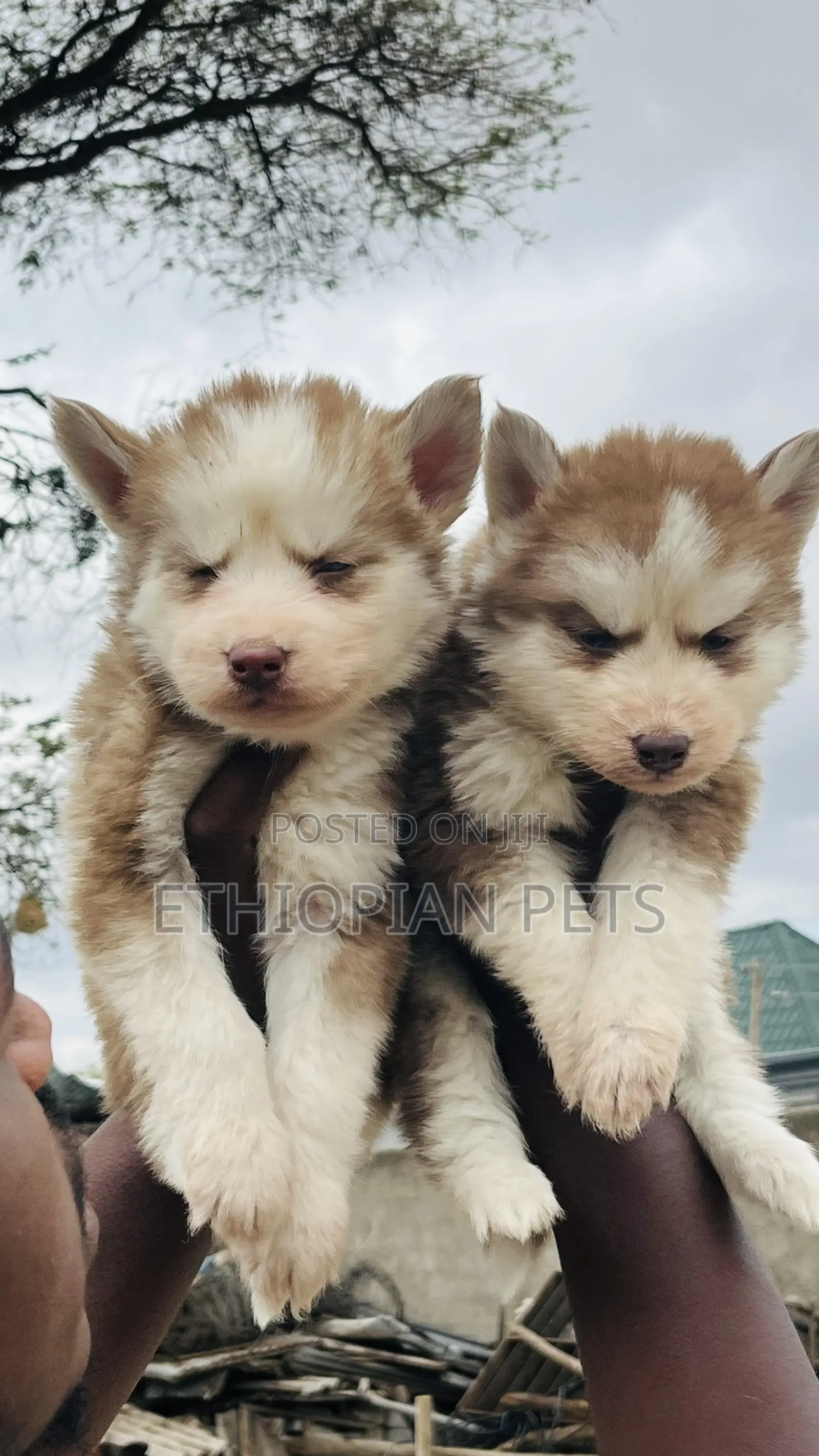 1-3 months Male Purebred Siberian Husky