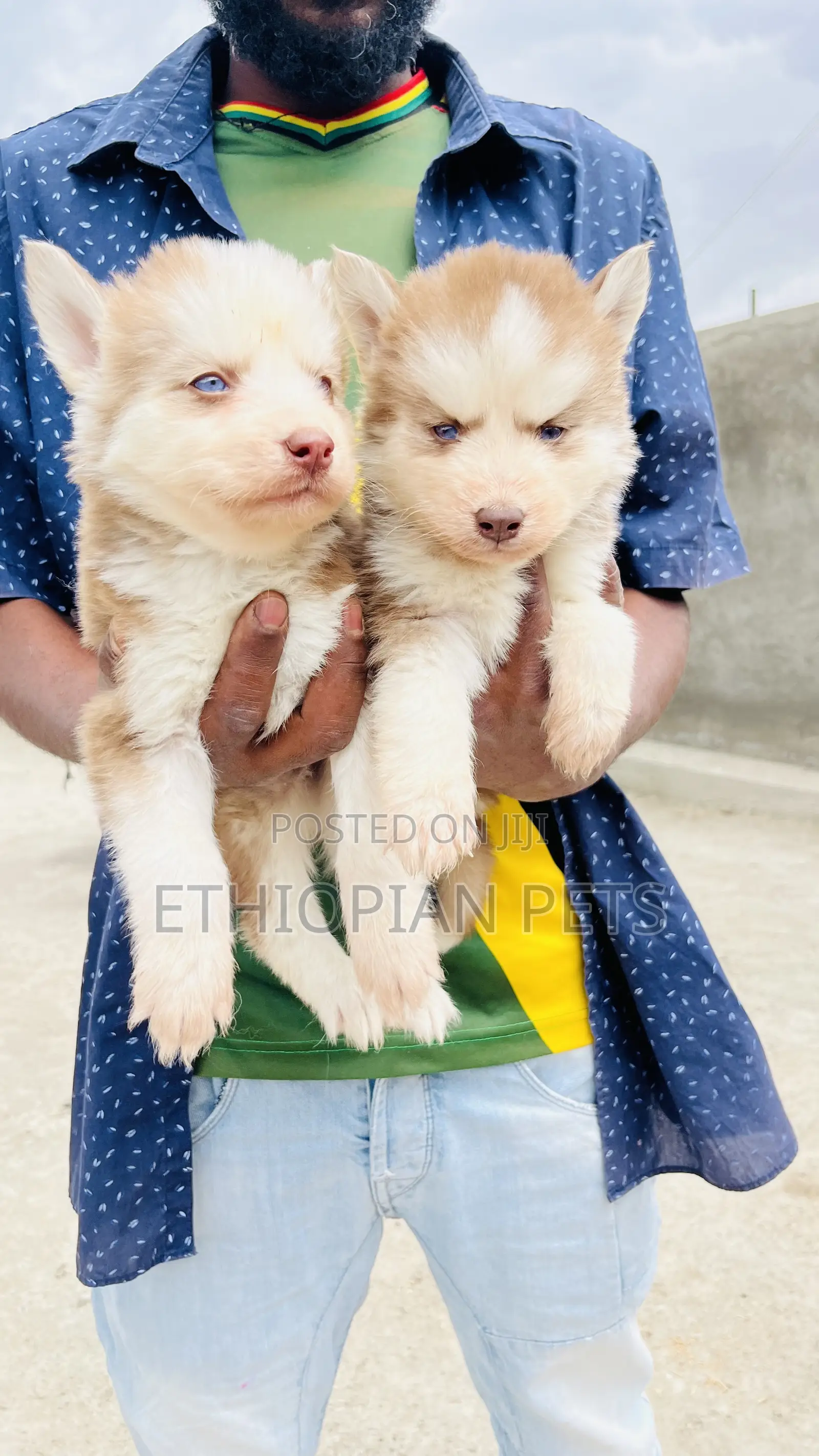 1-3 months Male Purebred Siberian Husky