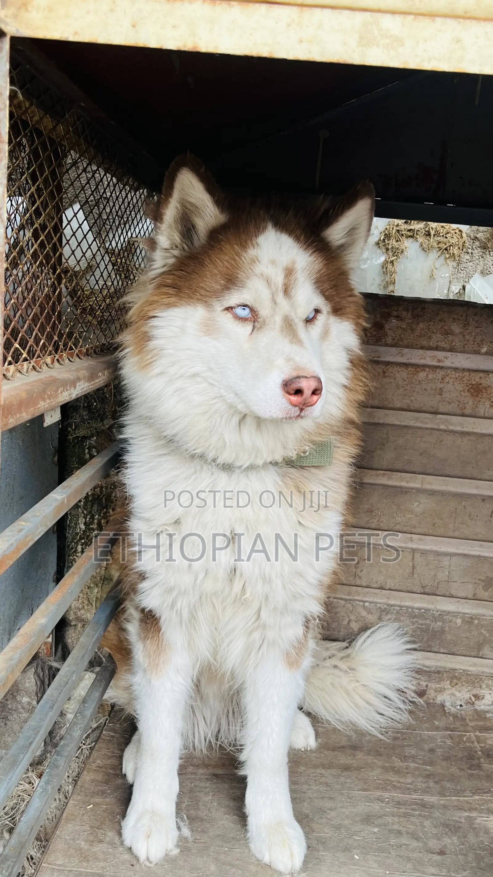 1-3 months Male Purebred Siberian Husky