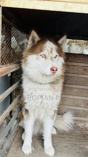 1-3 months Male Purebred Siberian Husky
