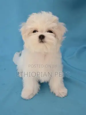 1-3 months Female Purebred Maltese