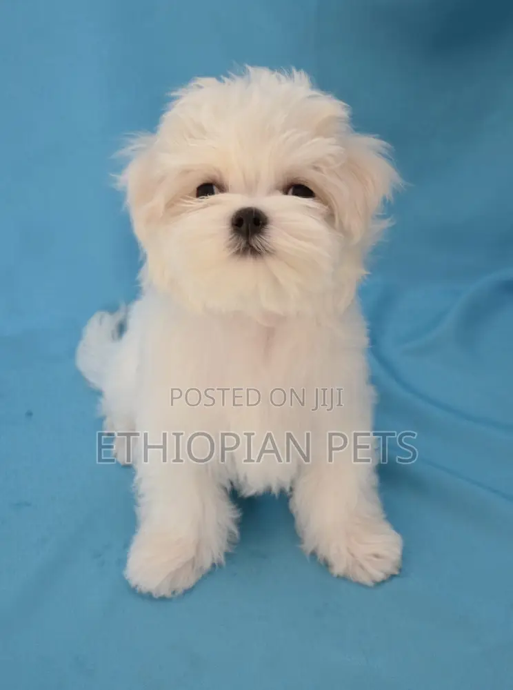 1-3 months Female Purebred Maltese