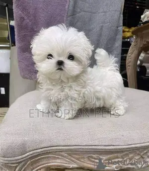 1-3 months Female Purebred Maltese