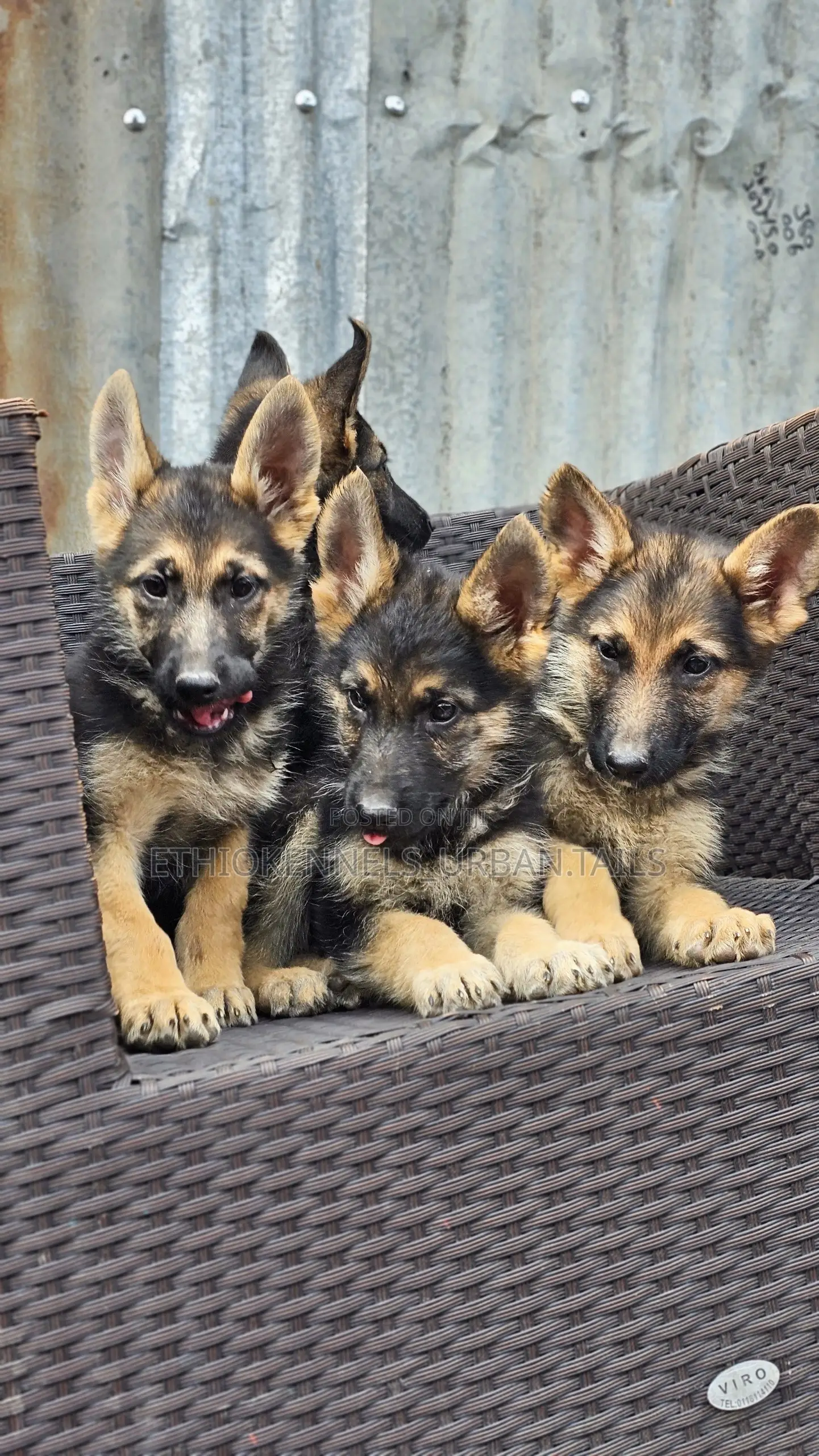 1-3 months Male Purebred German Shepherd