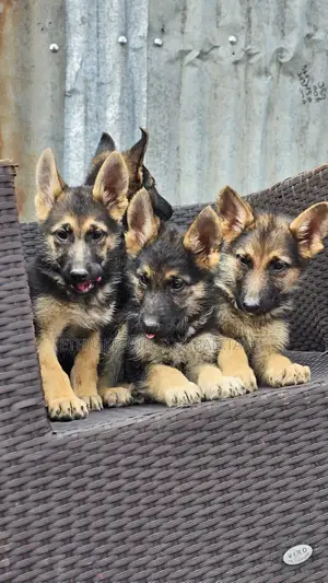 1-3 months Male Purebred German Shepherd