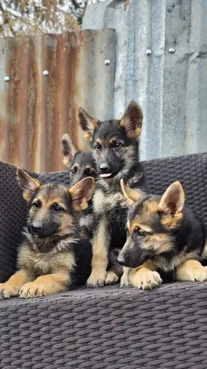 1-3 months Male Purebred German Shepherd