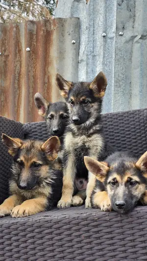 1-3 months Male Purebred German Shepherd