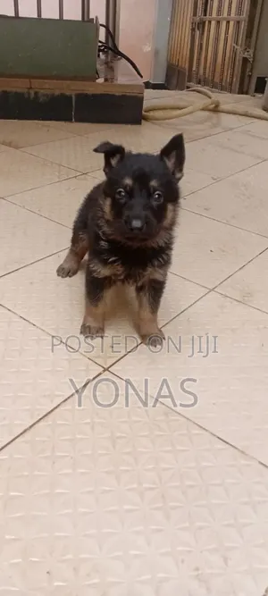 1-3 months Male Purebred German Shepherd