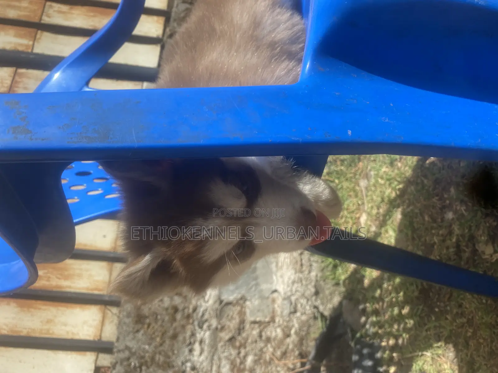 1-3 months Male Purebred Siberian Husky