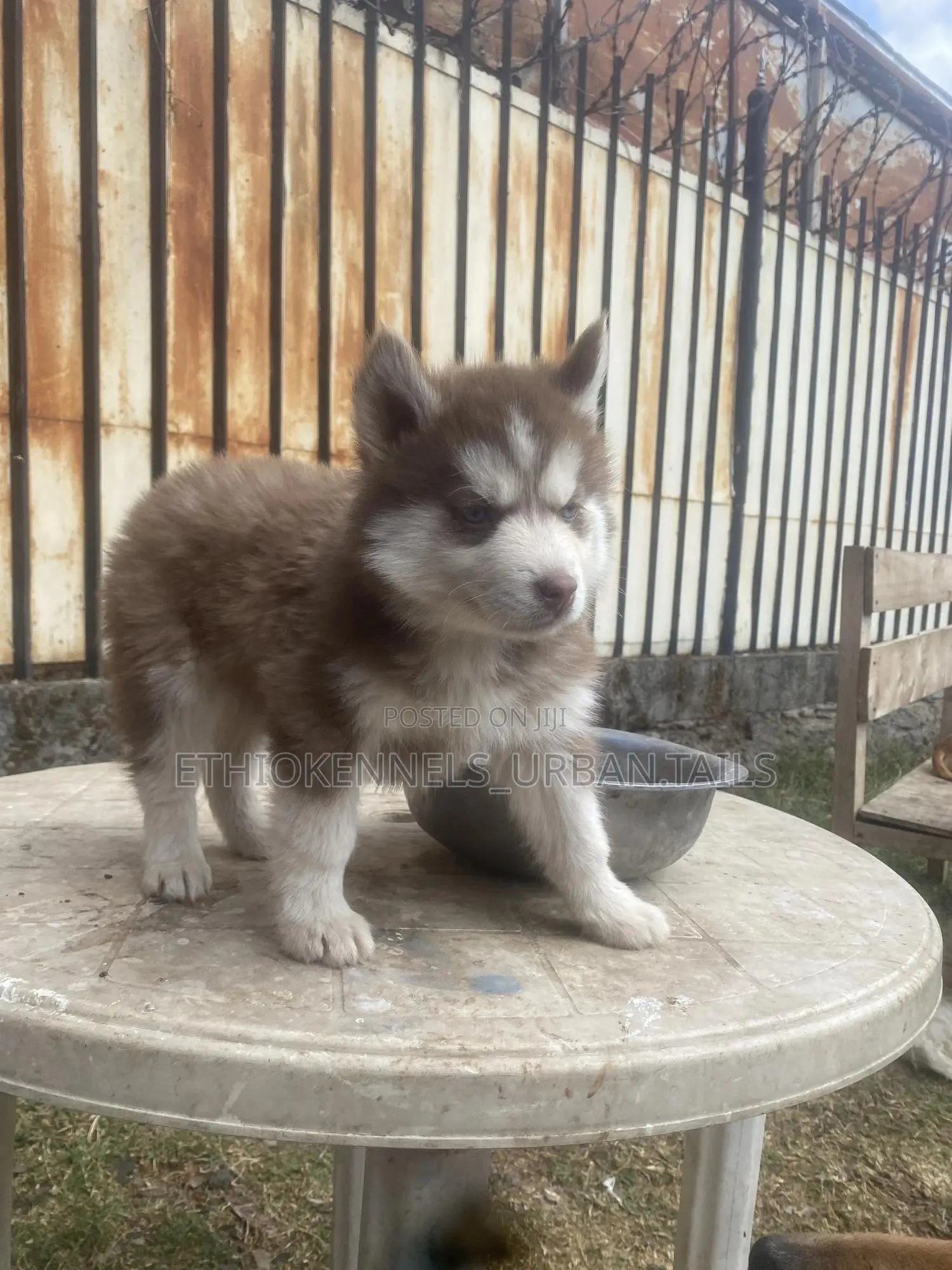 1-3 months Male Purebred Siberian Husky