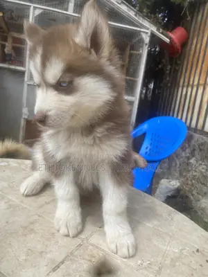 1-3 months Male Purebred Siberian Husky