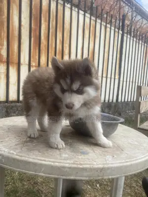 1-3 months Male Purebred Siberian Husky