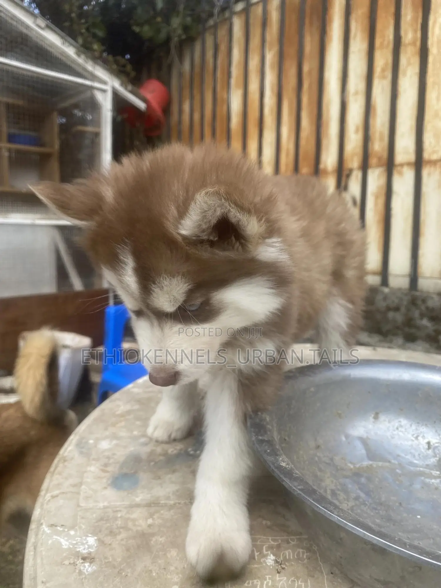 1-3 months Male Purebred Siberian Husky
