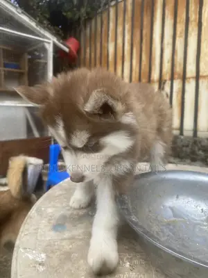1-3 months Male Purebred Siberian Husky