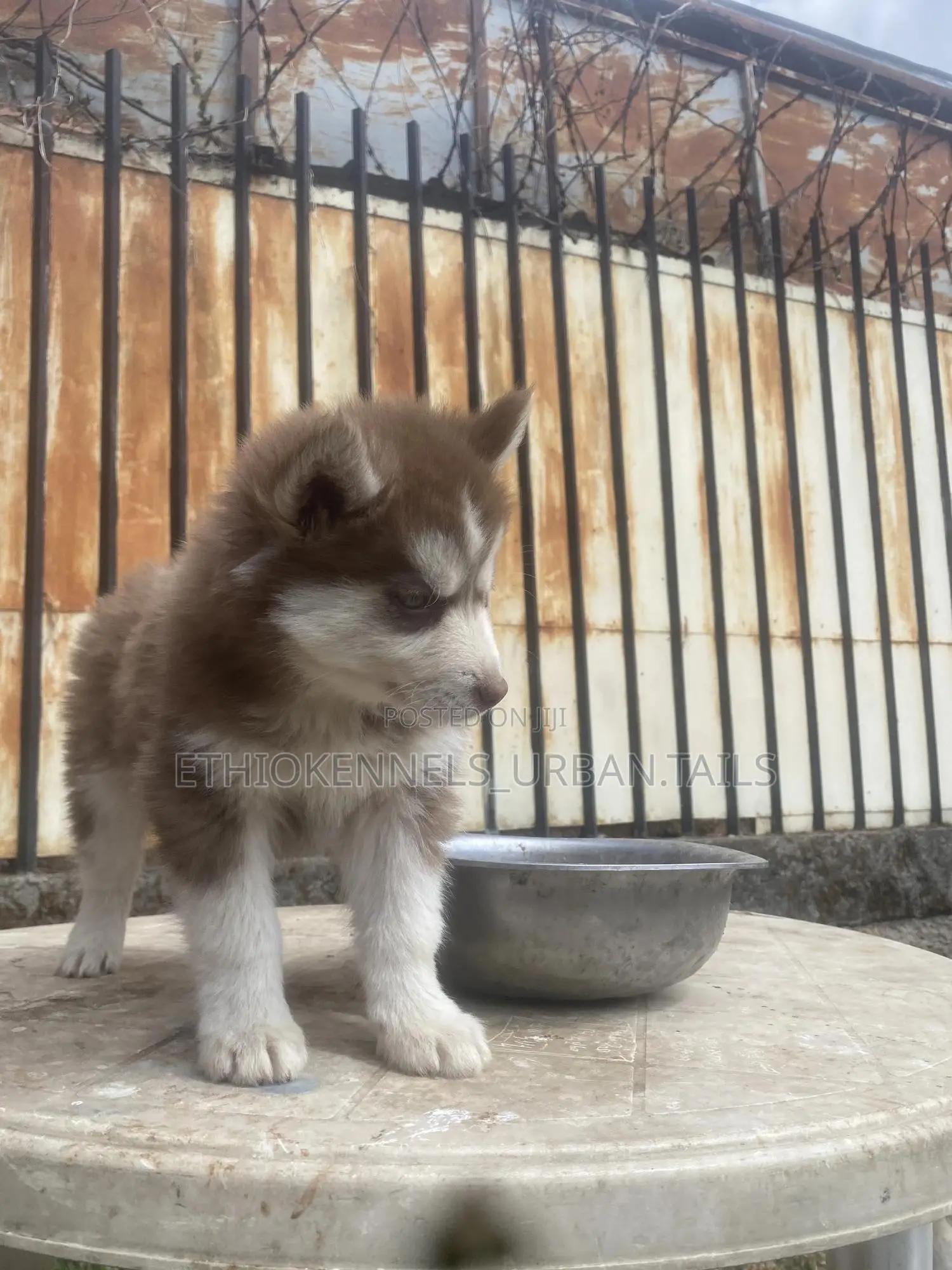 1-3 months Male Purebred Siberian Husky