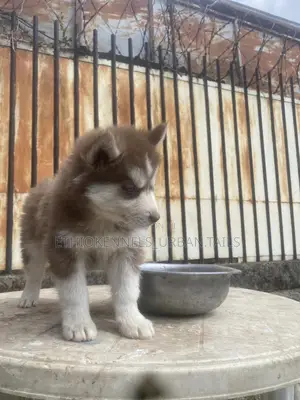 1-3 months Male Purebred Siberian Husky