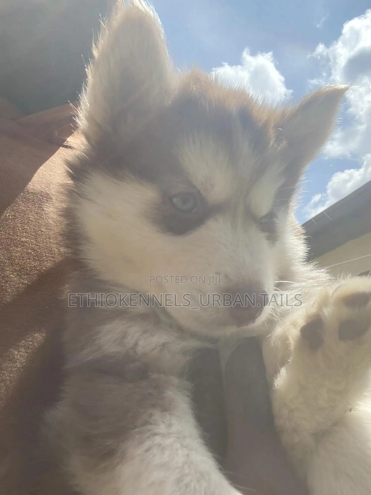 1-3 months Male Purebred Siberian Husky