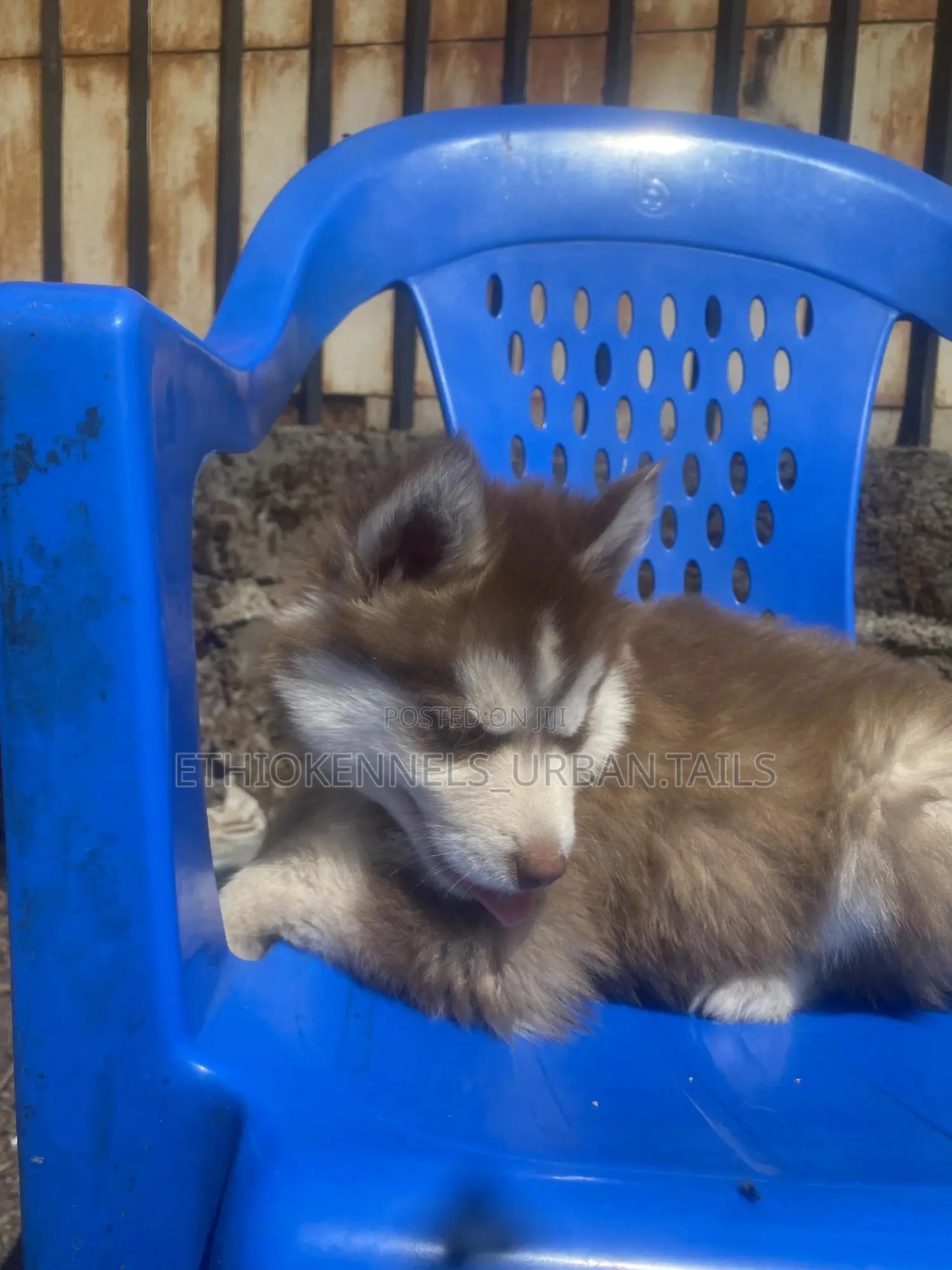 1-3 months Male Purebred Siberian Husky