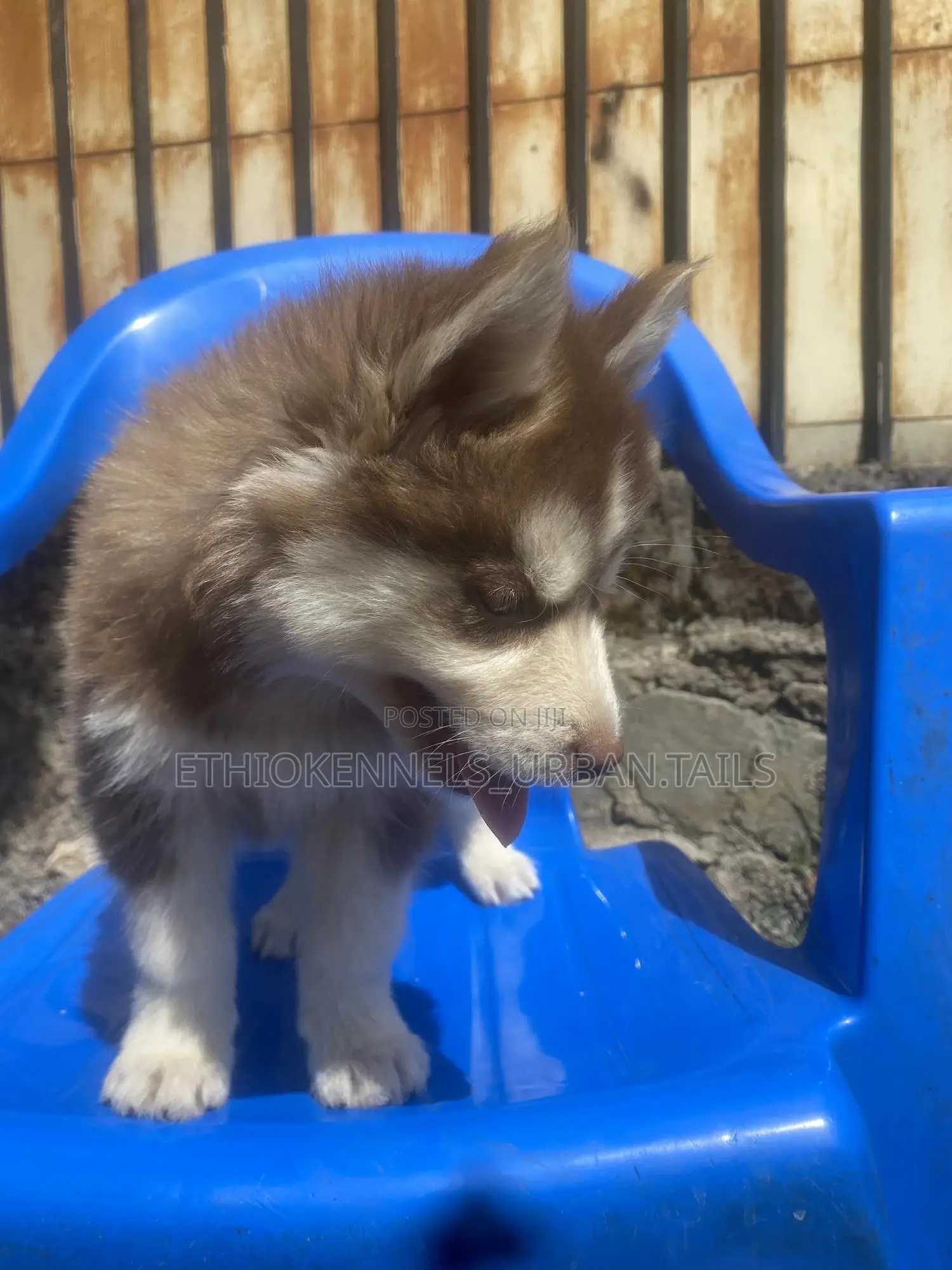 1-3 months Male Purebred Siberian Husky
