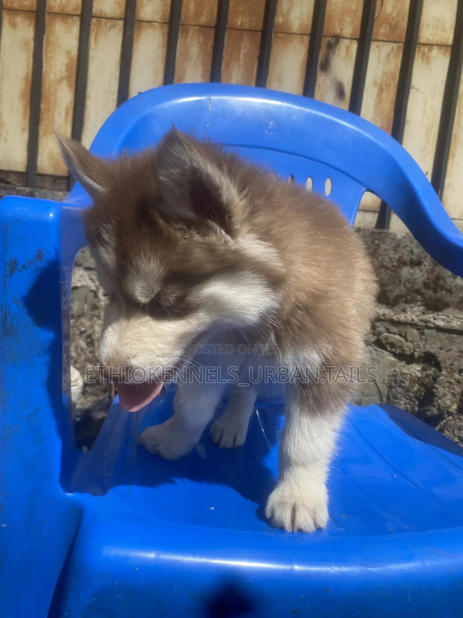 1-3 months Male Purebred Siberian Husky