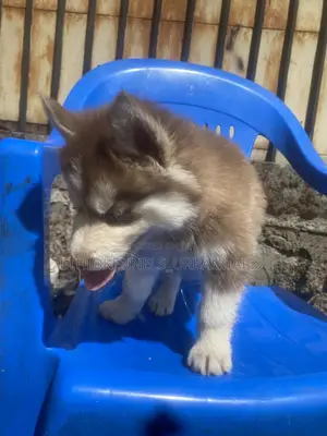 1-3 months Male Purebred Siberian Husky