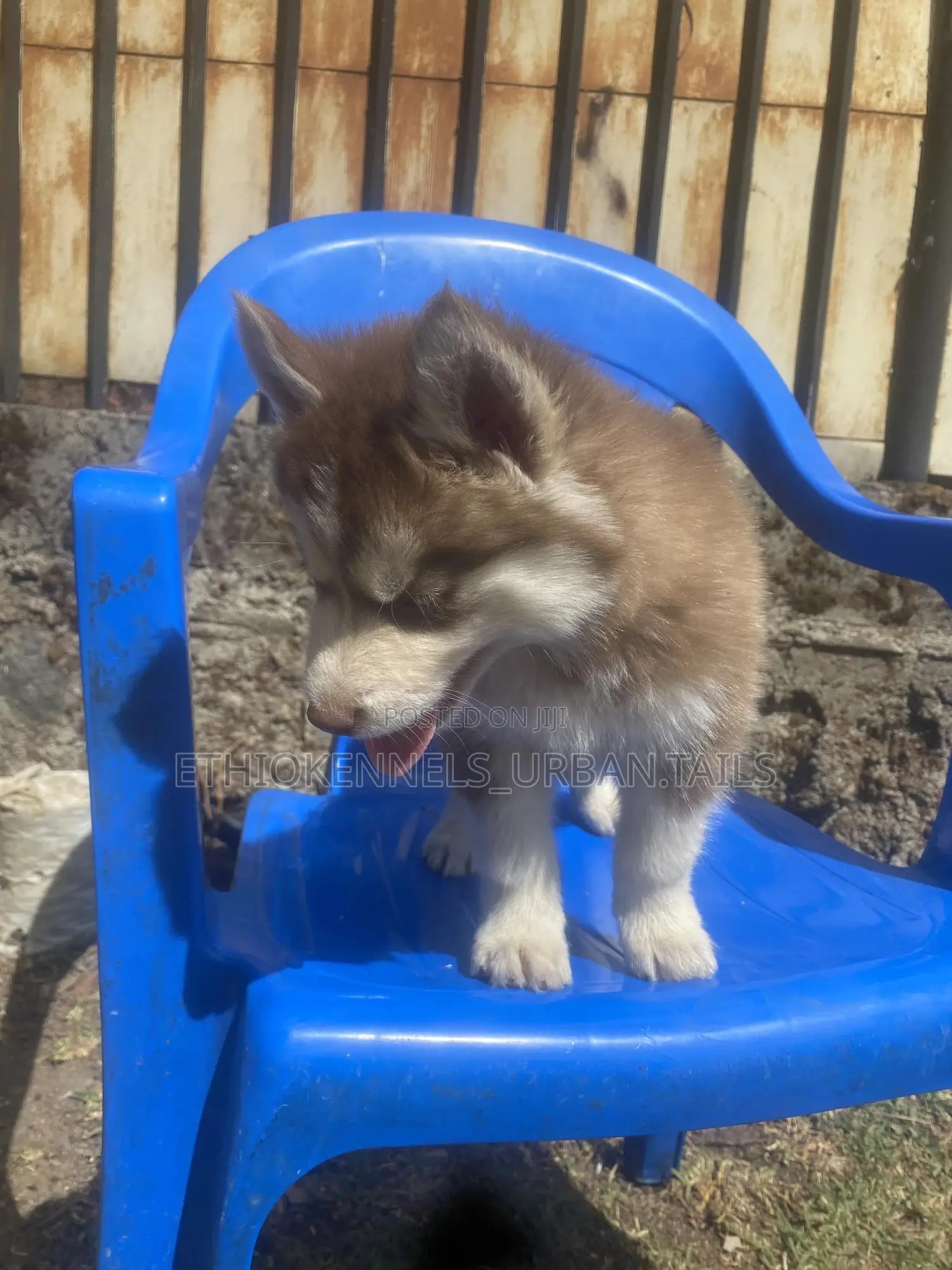 1-3 months Male Purebred Siberian Husky