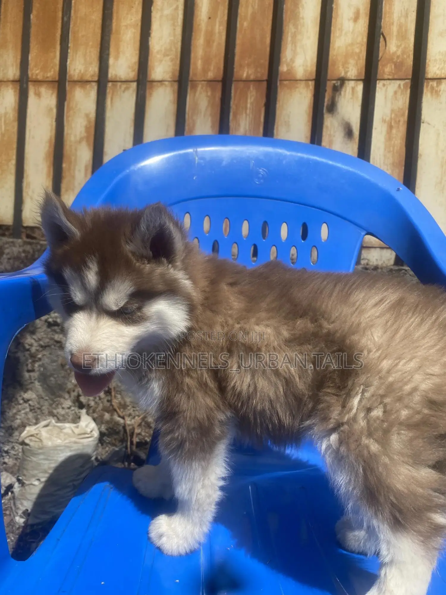 1-3 months Male Purebred Siberian Husky