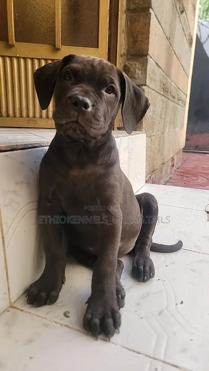 1-3 months Female Purebred Boerboel