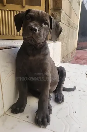 1-3 months Female Purebred Boerboel