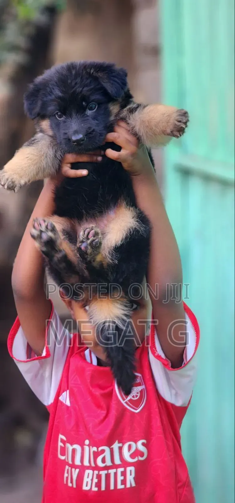 1-3 months Male Purebred German Shepherd