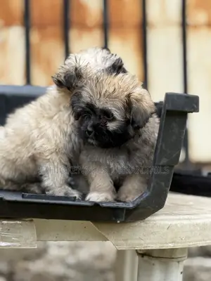 1-3 months Male Purebred Shih Tzu
