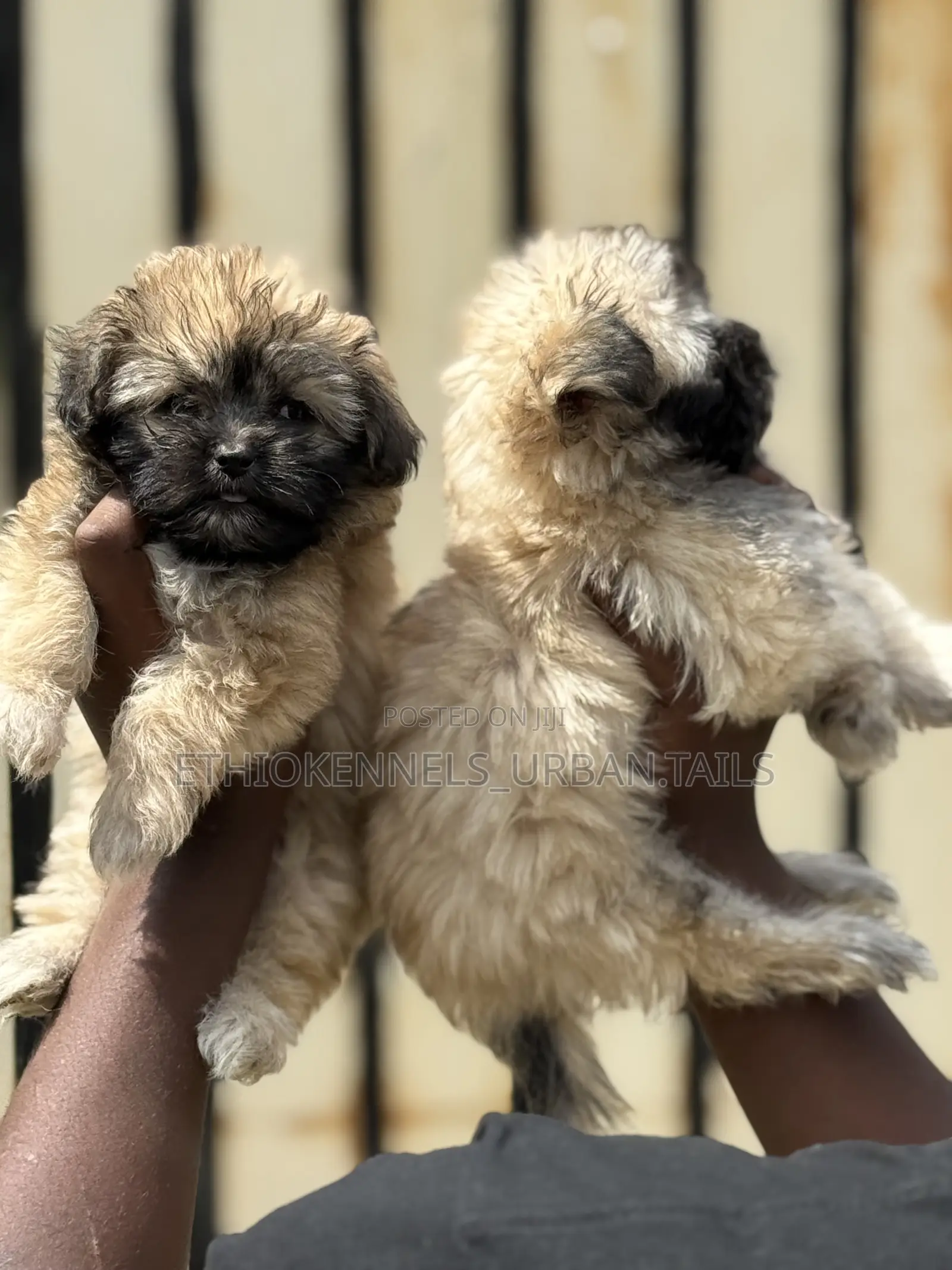 1-3 months Male Purebred Shih Tzu