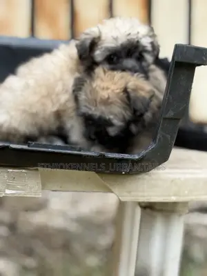 1-3 months Male Purebred Shih Tzu