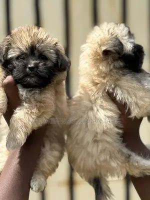 1-3 months Male Purebred Shih Tzu