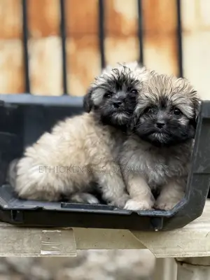 1-3 months Male Purebred Shih Tzu