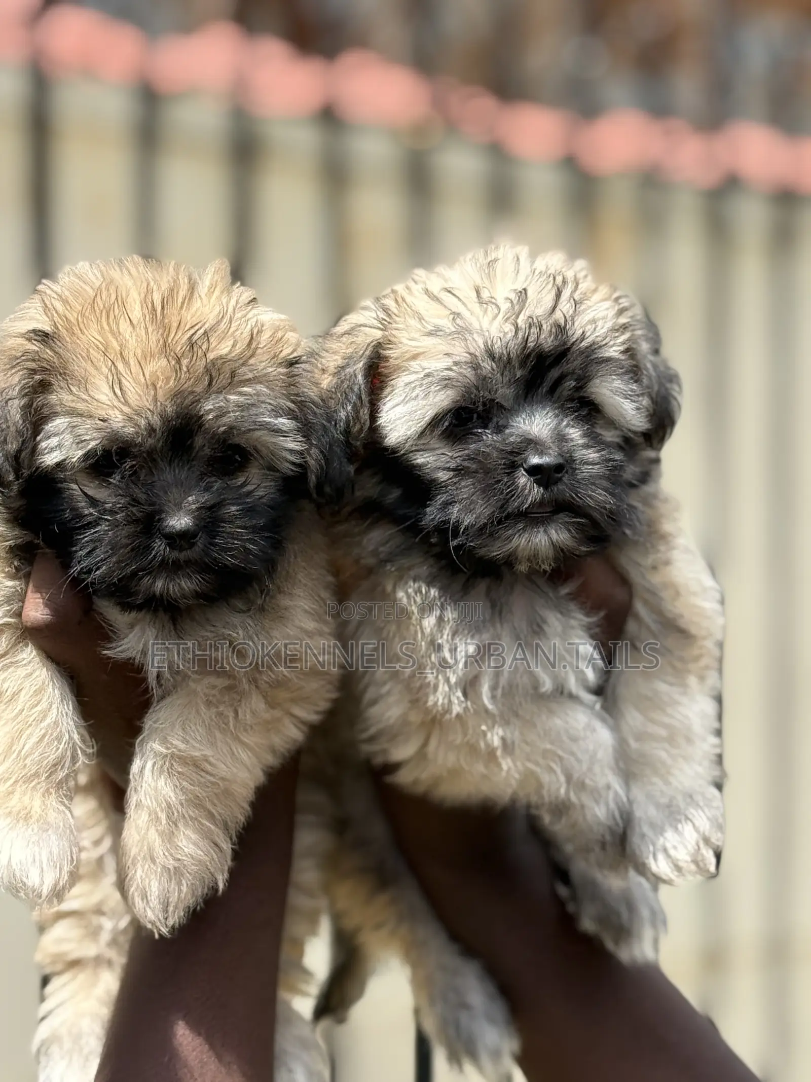 1-3 months Male Purebred Shih Tzu
