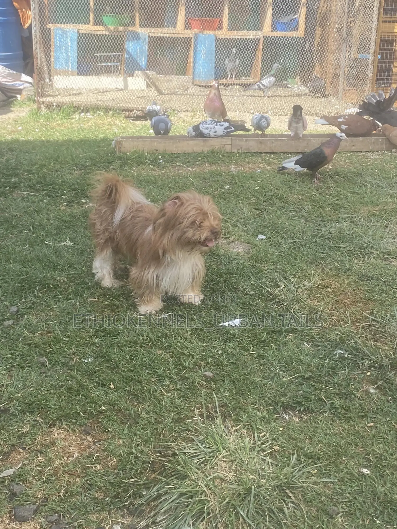 6-12 months Male Purebred Shih Tzu