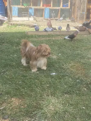 6-12 months Male Purebred Shih Tzu