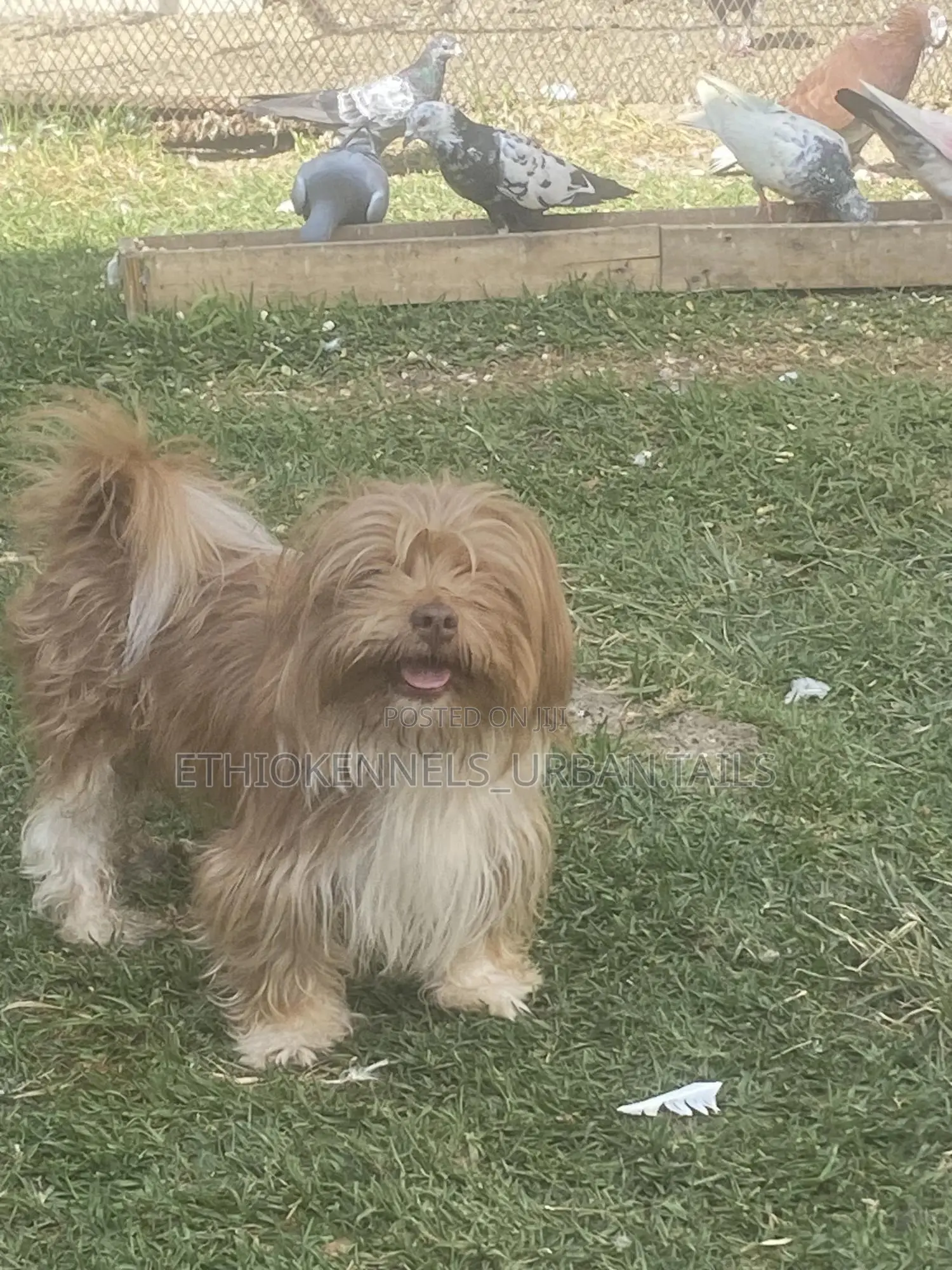 6-12 months Male Purebred Shih Tzu