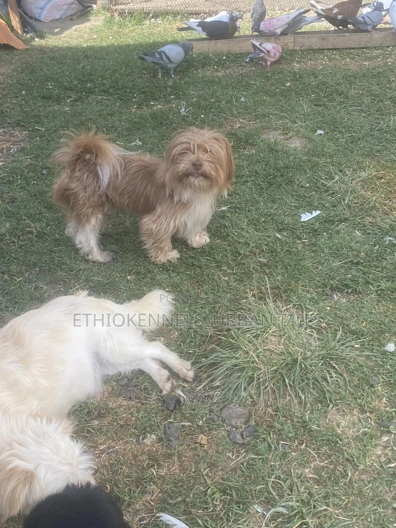 6-12 months Male Purebred Shih Tzu