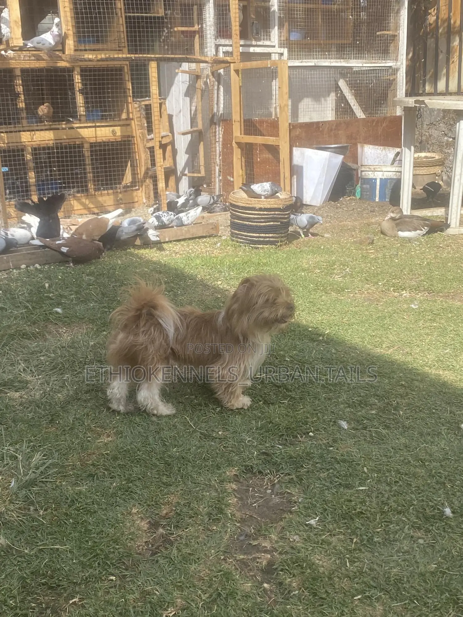 6-12 months Male Purebred Shih Tzu