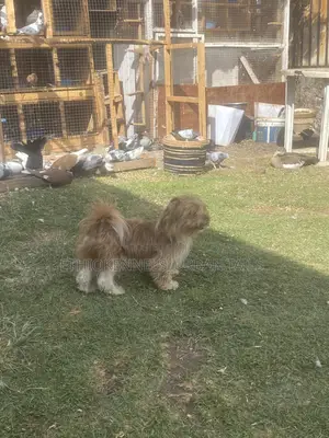 6-12 months Male Purebred Shih Tzu