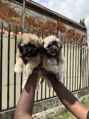 1-3 months Male Purebred Shih Tzu